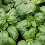 Alternative to Basil in Recipes