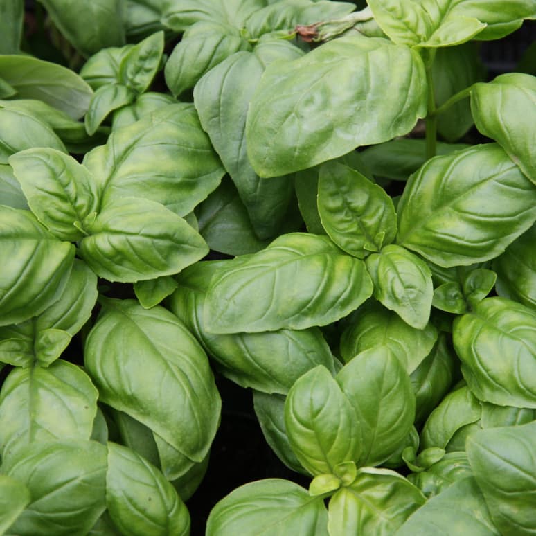 The Best Basil Substitute for Vibrant Flavors Happy Plate Kitchen