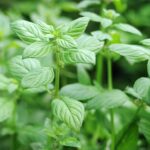 Alternative to Oregano