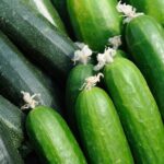 Differences Between Zucchini and Cucumber